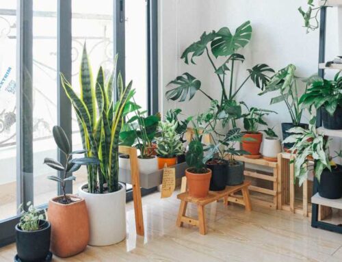 The Impact of Indoor Plants on Air Quality